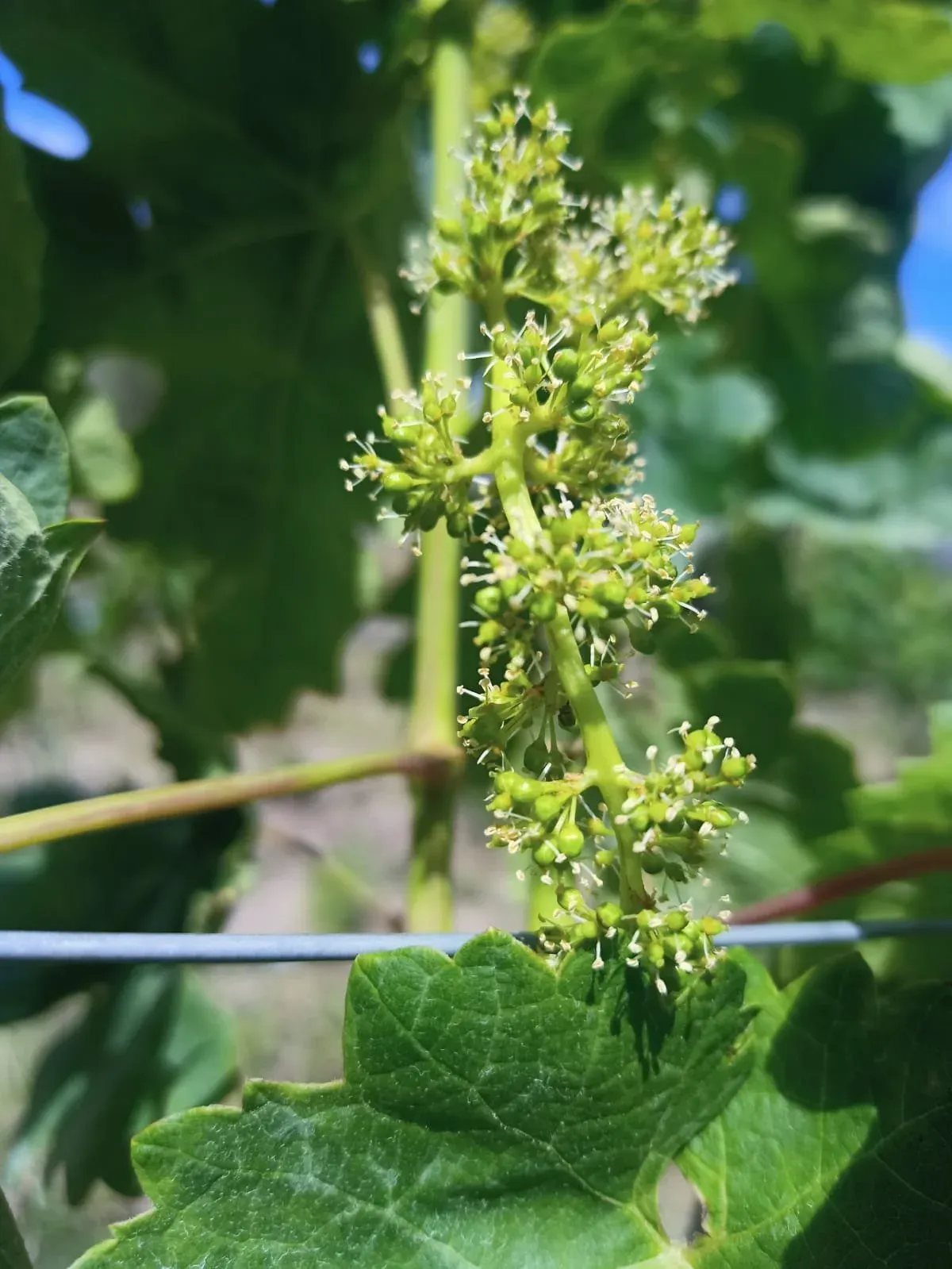 A toast with wine at the vineyard