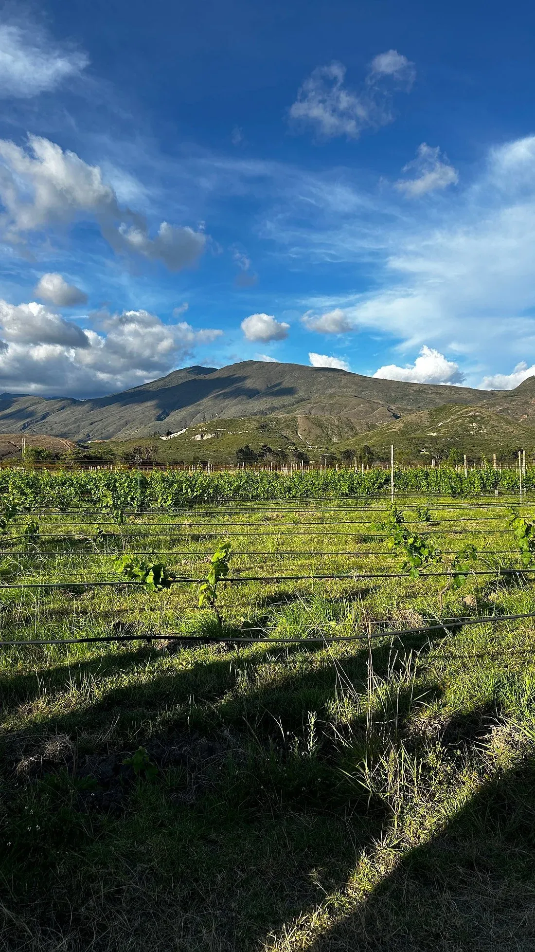 Young vines with the Iguaque Flora and Fauna Sanctuary behind