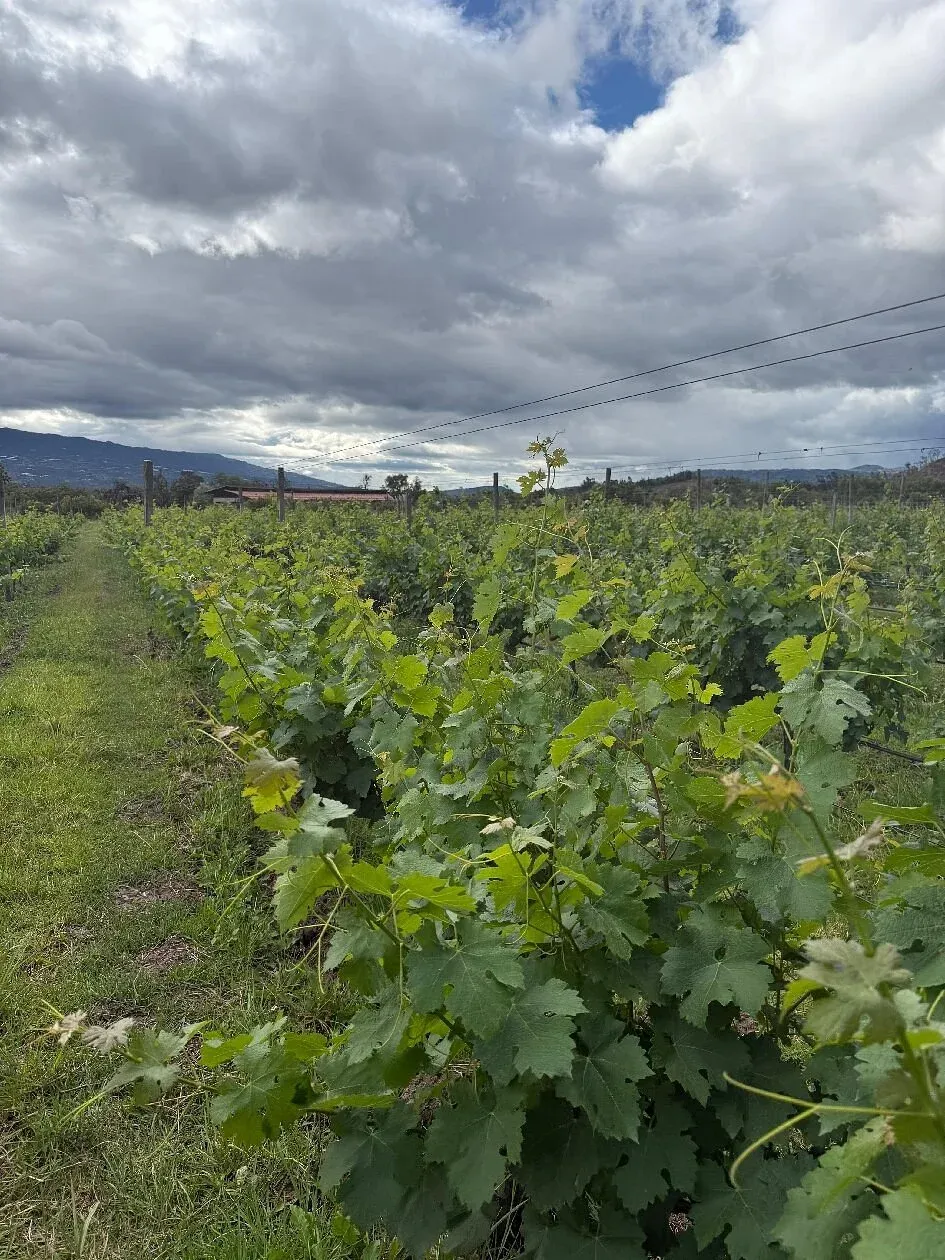 Viñas frondosas bajo el cielo del altiplano