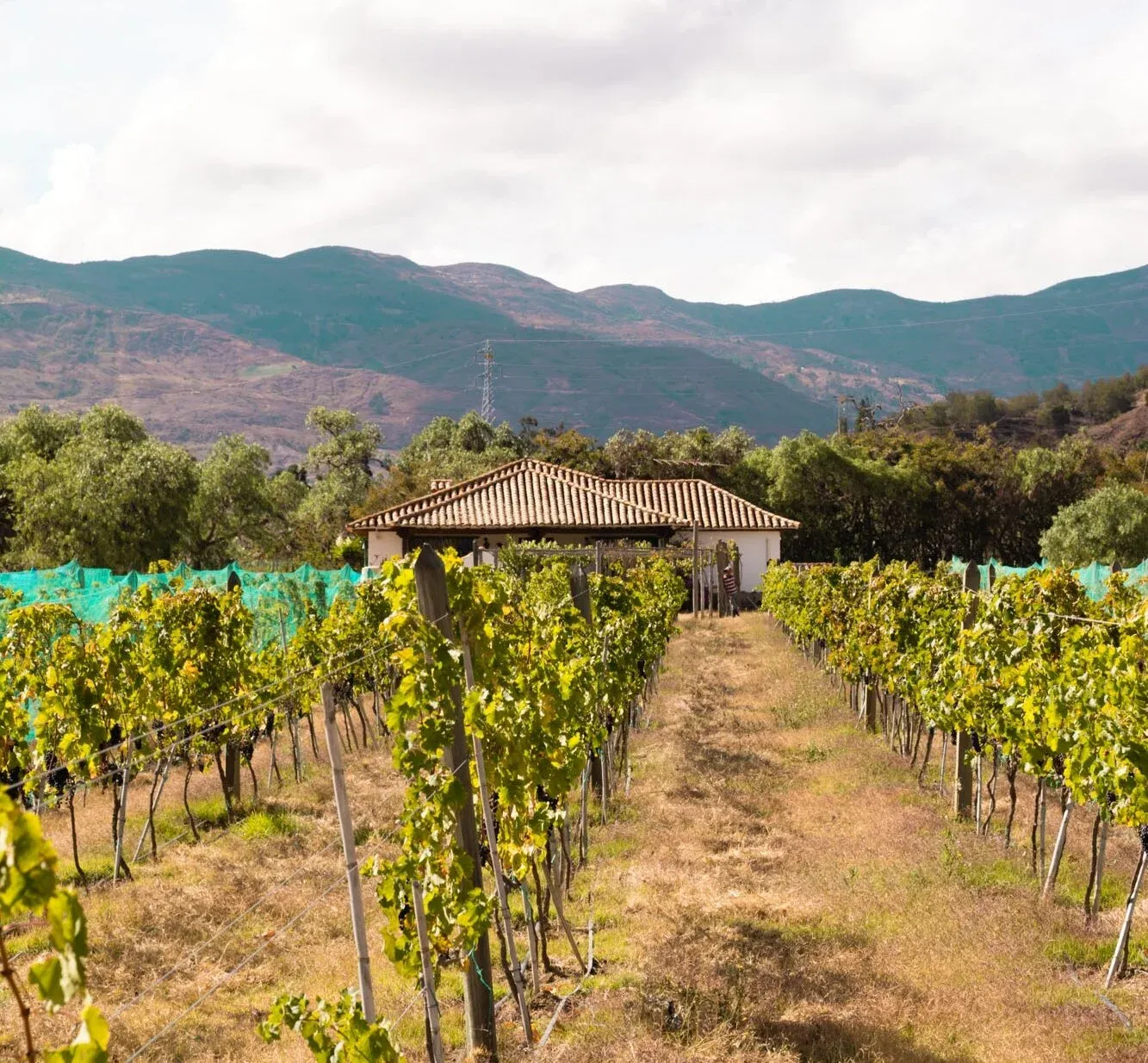 Hileras de viñas hacia la casa del viñedo