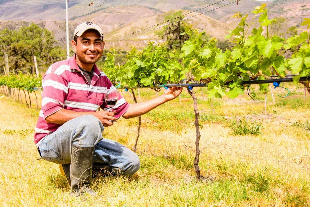 Trabajo entre las viñas del viñedo